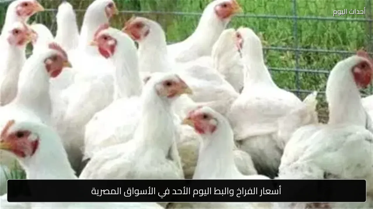 أسعار الفراخ والبط اليوم الأحد في الأسواق المصرية