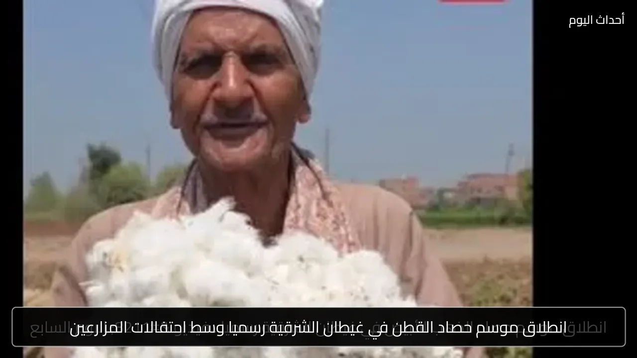 انطلاق موسم حصاد القطن في غيطان الشرقية رسميا وسط احتفالات المزارعين