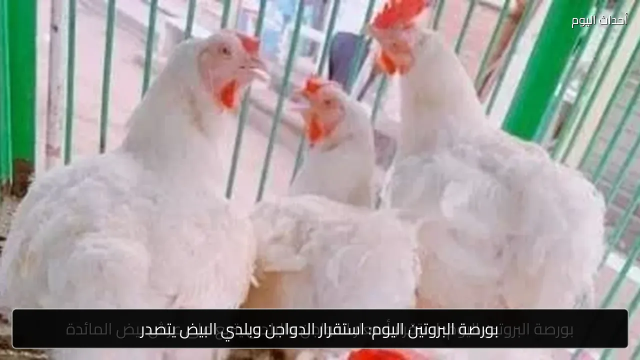 بورصة البروتين اليوم: استقرار الدواجن وبلدي البيض يتصدر