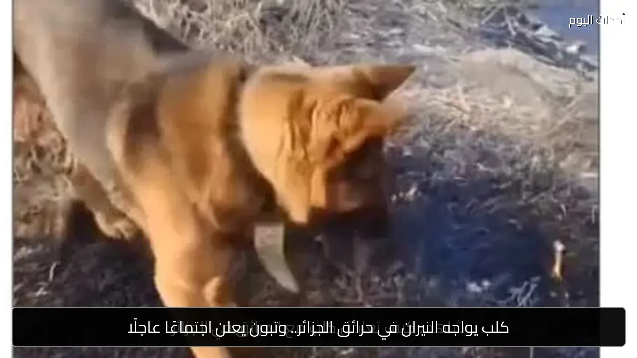 كلب يواجه النيران في حرائق الجزائر.. وتبون يعلن اجتماعًا عاجلًا