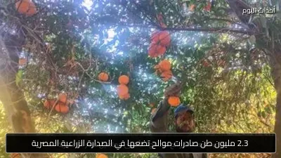 2.3 مليون طن صادرات موالح تضعها في الصدارة الزراعية المصرية