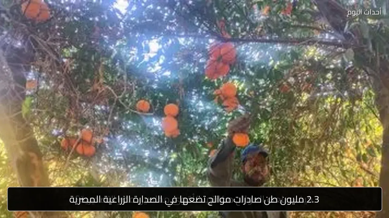 2.3 مليون طن صادرات موالح تضعها في الصدارة الزراعية المصرية