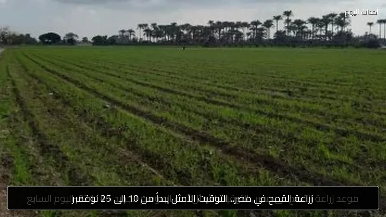زراعة القمح في مصر.. التوقيت الأمثل يبدأ من 10 إلى 25 نوفمبر