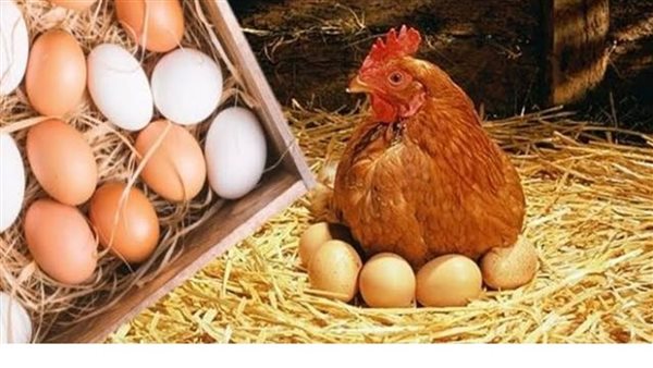 أسعار الفراخ والبيض اليوم الأحد 14 يونيو 2026
