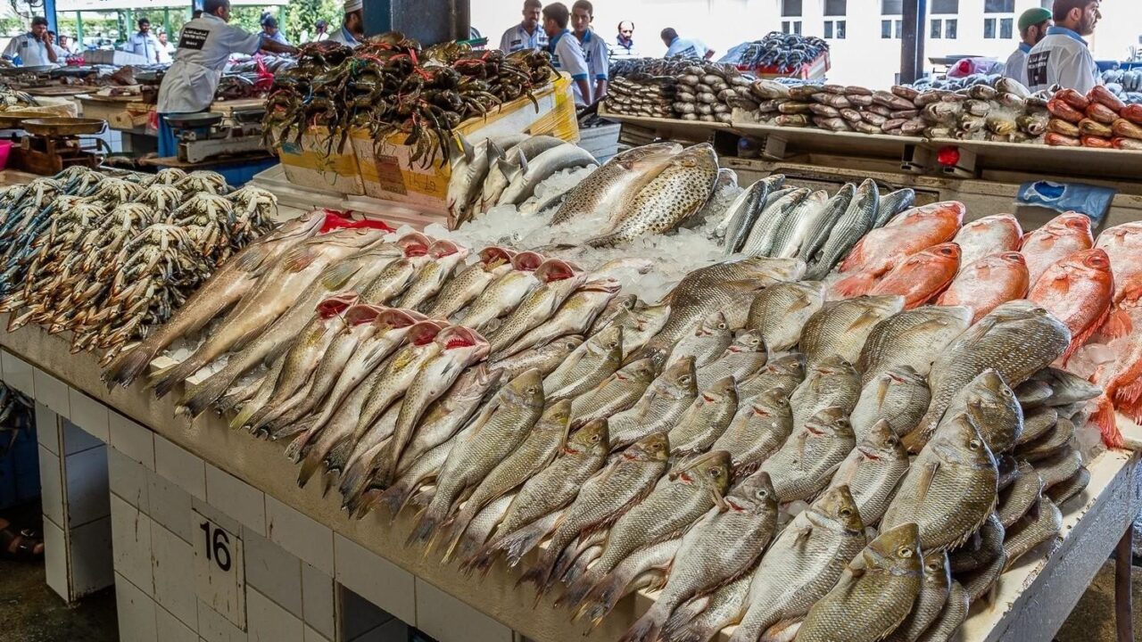 البلطي يتخطى 100 جنيه والجمبري يبدأ من 265 جنيهًا.. مفاجأة في أسعار الأسماك اليوم