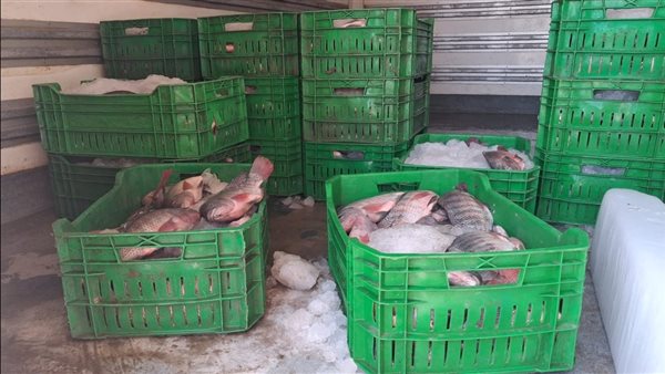 ضبط 425 كيلو أسماك غير صالحة قبل ترويجها بأحد مطاعم مدينة أسيوط