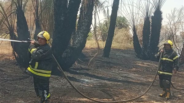 نجاح السيطرة على حريق بأشجار النخيل والزيتون في واحة الفرافرة