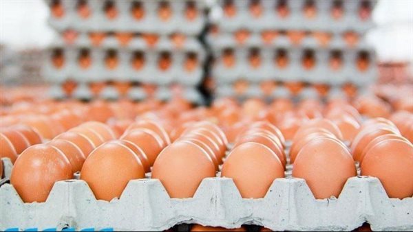 أسعار كرتونة البيض اليوم الثلاثاء في بورصة الدواجن