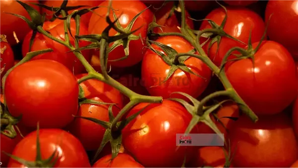 أسعار الخضروات والفاكهة اليوم بالأسواق.. الطماطم بين 8 إلى 20 جنيهًا