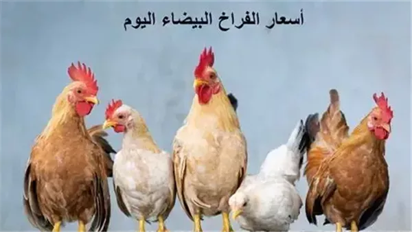 أسعار الفراخ والبيض اليوم.. آخر تحديث في بورصة الدواجن والأسواق