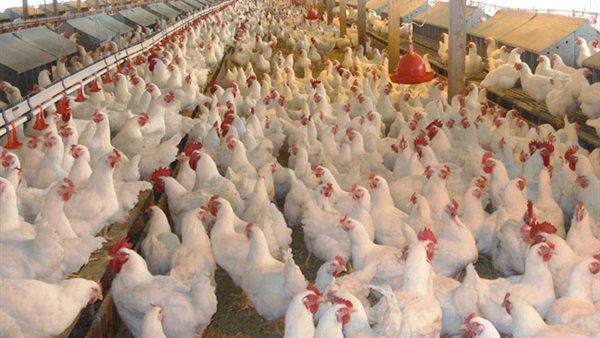 استقرار أسعار الفراخ والبيض اليوم الجمعة 26 يونيو 2026 في الأسواق المصرية