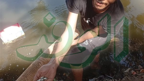إعادة الحياة لبحر مليج بالمنوفية: نصف مليون زريعة سمكية استجابة لاستغاثة الصيادين