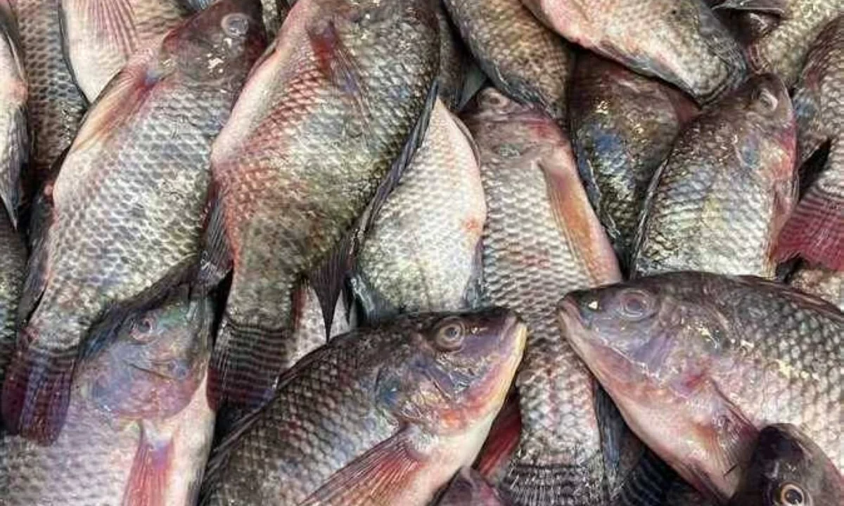 البلطي بـ85 جنيهًا.. أسعار السمك والمأكولات البحرية بأسواق الإسكندرية الثلاثاء 16 يونيو 2026
