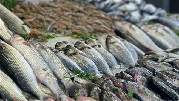 البلطي يبدأ من 80 جنيهًا والبوري يصل 250.. أسعار الأسماك بالمنيا اليوم