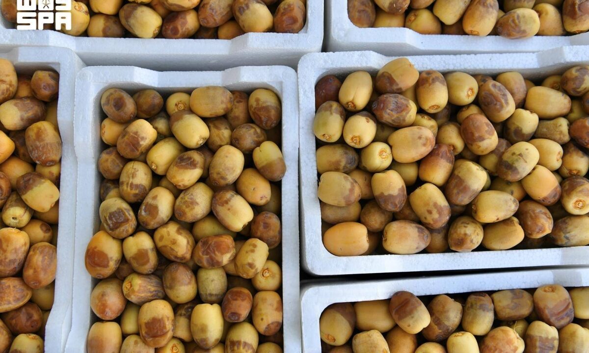 الروثانة تتصدر أسواق الرطب في المدينة المنورة مع بدء موسم التمور