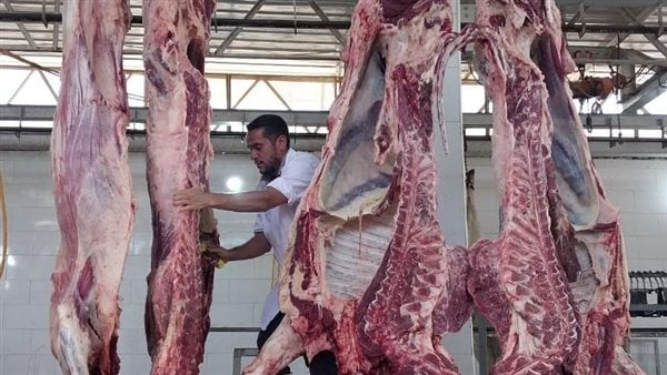بسبب ارتفاع أسعار اللحوم.. مصادر: الزراعة ترفض طلب إحدى الشركات بتصدير 7 آلاف عجل للأردن