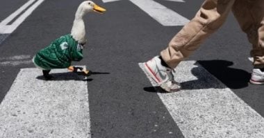 بطة المونديال ميرلين تُعرض للبيع بـ800 ألف بيزو.. والمالكة ترد: إنها طفلتي