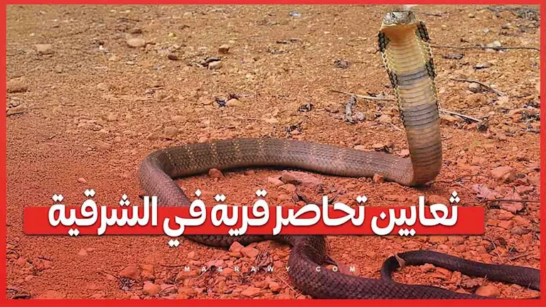 مطالبات بحملات عاجلة لمواجهة الثعابين في الشرقية بعد تكرار الوفيات