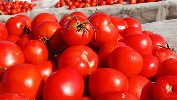 انطلاق الحملة القومية لمكافحة دودة حفار الطماطم في إسنا بالأقصر بعد شكاوى من انتشارها