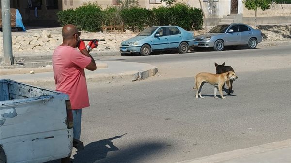 تحصين وتعقيم 33 كلبًا ضالًا في العاشر من رمضان