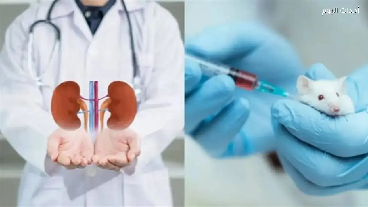 دواء تجريبي للقلب يُظهر نتائج واعدة في علاج أمراض الكلى