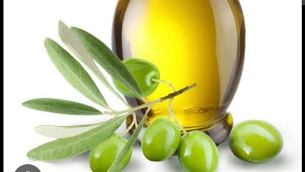 زيت الزيتون.. الذهب السائل وفوائده الصحية المذهلة للجسم