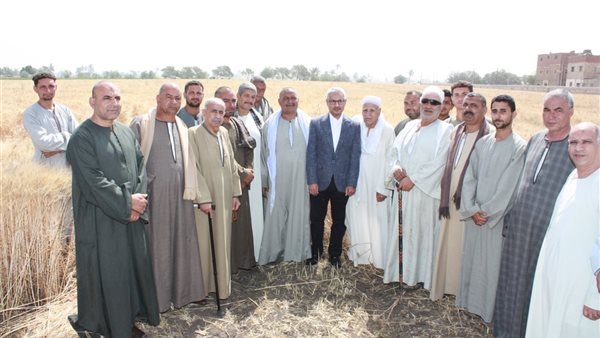 صوامع بني سويف تستلم 343 ألف طن من القمح
