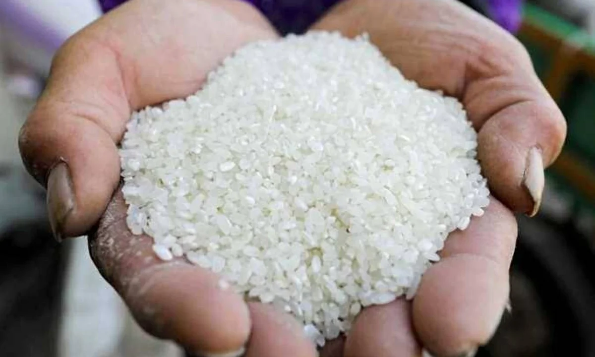 طن الشعير الآن.. سعر الأرز «عريض ورفيع الحبة» بأسواق الشرقية اليوم الثلاثاء 16-6-2026