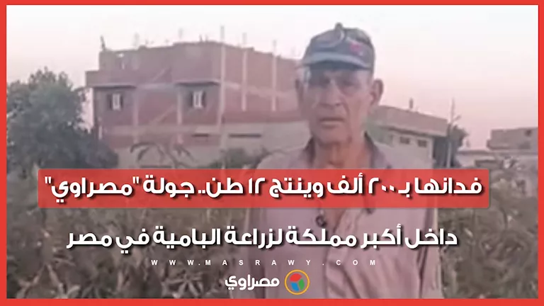 جولة داخل أكبر مملكة لزراعة البامية في مصر: فدانها بـ 200 ألف وينتج 12 طن