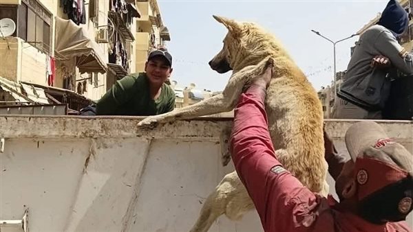 مطالب بتجريم إطعام الكلاب الضالة قانونيًا في الأحياء السكنية