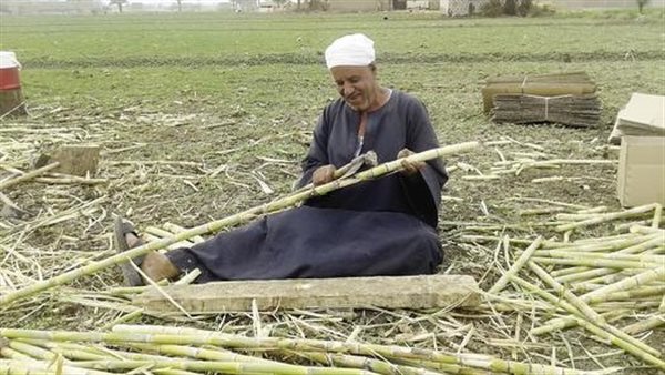 نقابة الفلاحين تستغيث بالبرلمان: أنقذوا مزارعي القصب والموالح من أزمة الأسمدة