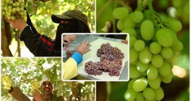 وزير الزراعة: زيادة تاريخية في الصادرات الزراعية المصرية تتجاوز 300%