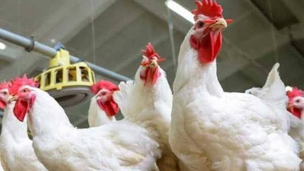 انخفاض أسعار الدواجن في الأسواق اليوم الأربعاء