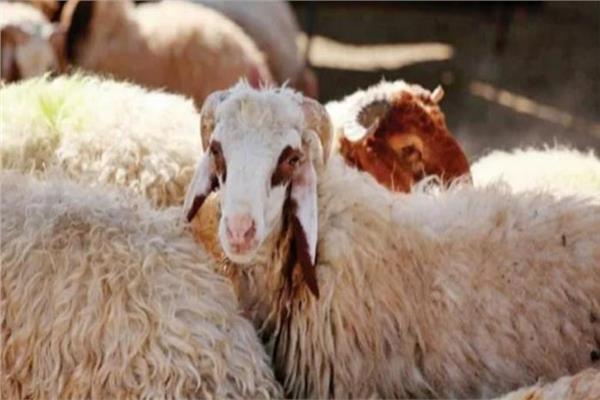 الحكومة توضح جواز شراء صك الأضحية بالتقسيط