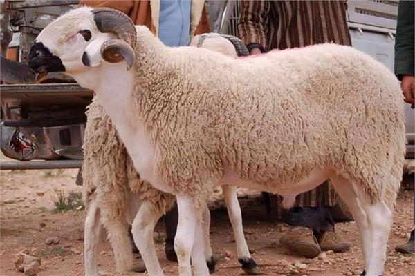 حكم ضياع الأضحية أو موتها قبل عيد الأضحى