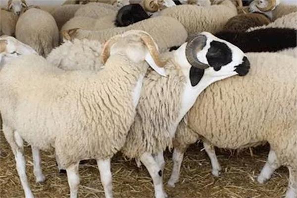 الحكومة توضح حكم التوكيل في ذبح الأضحية