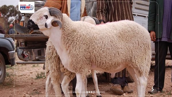 سعر كيلو الخروف اليوم الخميس في مصر