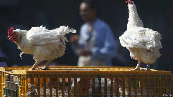 سعر كيلو الفراخ البيضاء في الأسواق اليوم ثاني أيام العيد