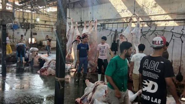 ذبح 4300 أضحية في مجازر الجيزة خلال عيد الأضحى