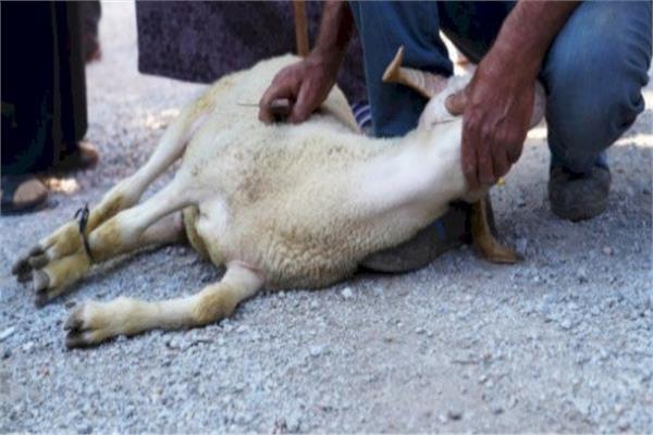 الإفتاء توضح حكم الدعاء والصلاة على النبي عند الذبح