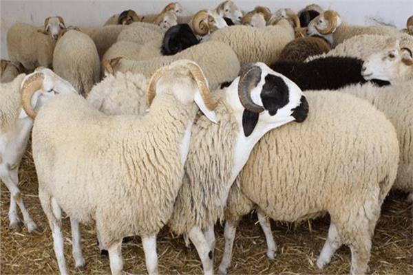 الإفتاء توضح حكم بيع لحم الأضحية وجلدها