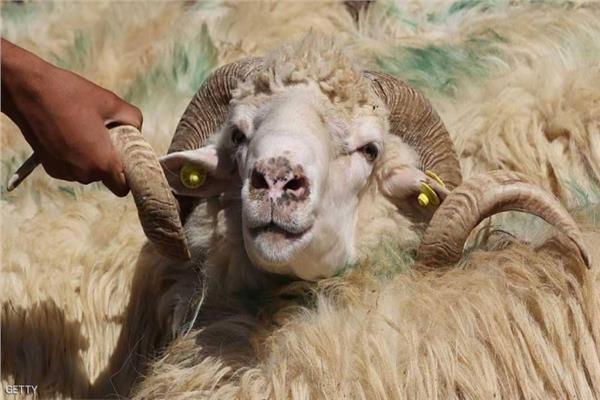 الحكومة توضح خطوات المضحي في حالة فقدان أو وفاة الأضحية