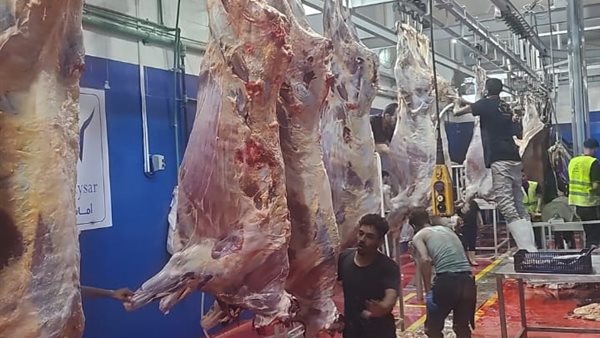 ذبح 3548 أضحية بالمجان في الشرقية خلال العيد