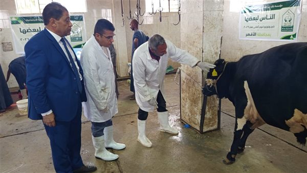 ذبح 40 عجلًا وتوزيع لحومهم على 8 آلاف أسرة بالأقصر