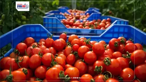 سعر الطماطم والخضروات اليوم في الأسواق المصرية