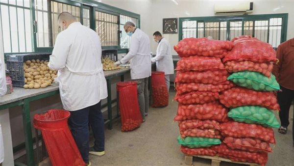 فحص 970 ألف طن بطاطس للتصدير وتعزيز الرقابة بالأقمار الصناعية
