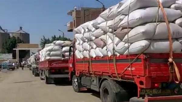 استقبال 657770 طن من القمح في الشرقية