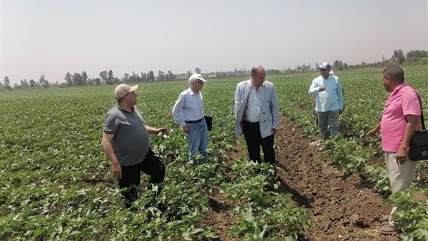 الزراعة تتابع زراعة القطن في الدقهلية وتقدم الدعم للمزارعين