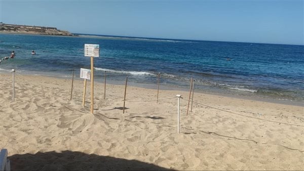 السلاحف اتجهت للفندق.. استجابة لحماية عش سلاحف بحرية على شاطئ أحد المنتجعات السياحية بالبحر الأحمر| صور