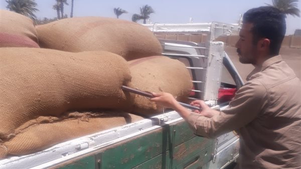 بني سويف تستقبل 323 ألف طن قمح في موسم التوريد